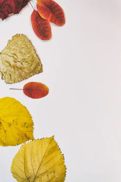 Jesienna Makieta Żółtymi Czerwonymi Liśćmi Szyszki Biała Kartka Papieru Napisu — Zdjęcie stockowe