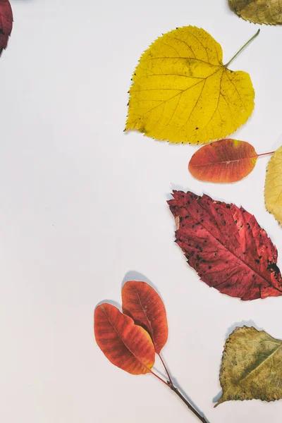 Maqueta Otoño Con Hojas Amarillas Rojas Conos Abeto Una Hoja — Foto de Stock