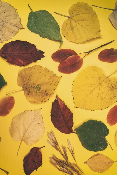 Μακιγιάζ Φθινοπώρου Κίτρινα Κόκκινα Φύλλα Κώνους Και Ένα Λευκό Φύλλο — Φωτογραφία Αρχείου