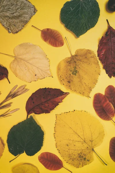 Mockup Outono Com Amarelo Folhas Vermelhas Cones Abeto Uma Folha — Fotografia de Stock