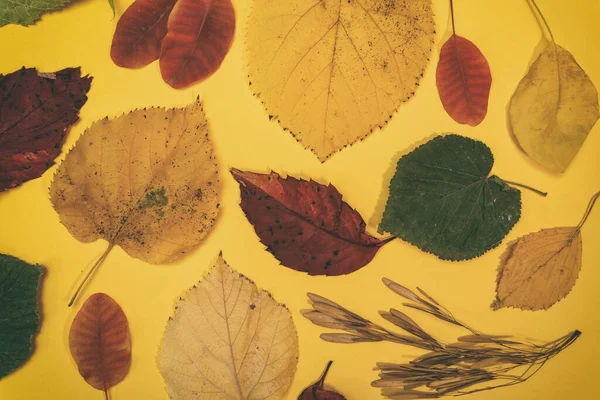 Maqueta Otoño Con Hojas Amarillas Rojas Conos Abeto Una Hoja — Foto de Stock