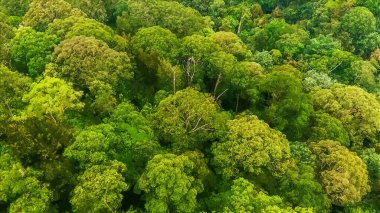 Yeşil Ağaçlar Pastel Tuval Yağlı Boyası