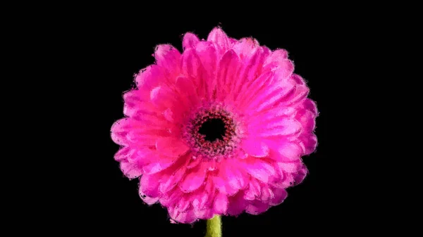 Bloeiende Gerbera Bloem Een Zwarte Achtergrond Pastel Canvas Olieverf — Stockfoto