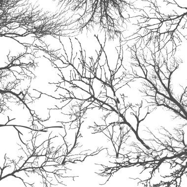 Texture of tree branches on isolate