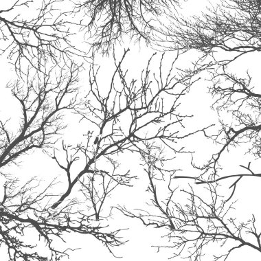 Texture of tree branches on isolate