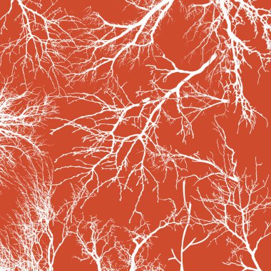 Texture of tree branches on isolate