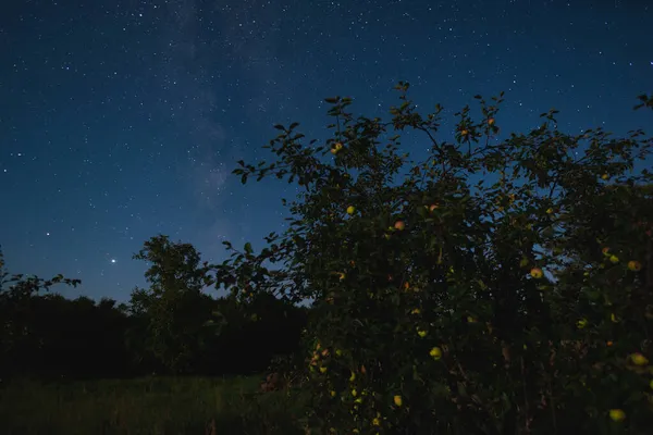 Manzano Con Manzanas Fondo Del Cielo Estrellado Nocturno Una Noche — Foto de Stock