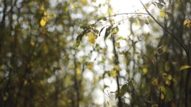 Ağacın yaprakları rüzgarda sallanıyor Güneşin ışınlarında güzel bir bokeh ile