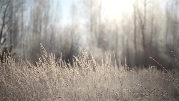Getrocknetes Gras Bei Frostigem Frost Den Sonnenstrahlen — Stockvideo
