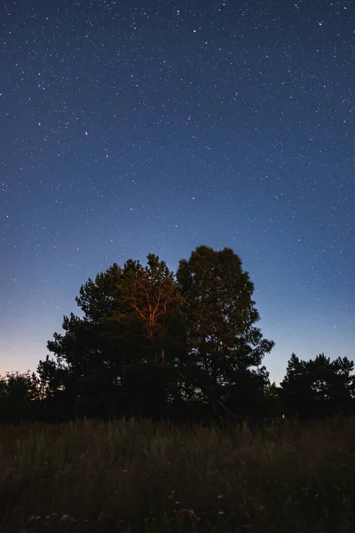 Pino Campo Sobre Fondo Cielo Estrellado — Foto de Stock