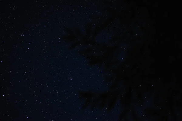 Träd Grenar Bakgrunden Stjärnhimlen Fokus — Stockfoto