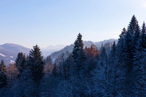 Foresta Invernale Ghiacciata Con Cime Nebbiose Sullo Sfondo Nelle Alpi — Foto Stock