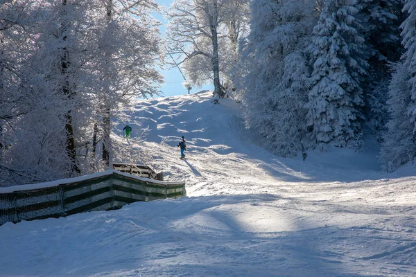 在巴伐利亚Garmisch Partenkirchen阳光充足的冬季森林里的滑雪游客 — 图库照片