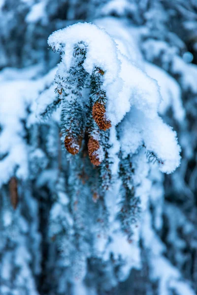 Pin Couvert Neige Branche Dans Forêt Hiver Avec Des Cônes — Photo