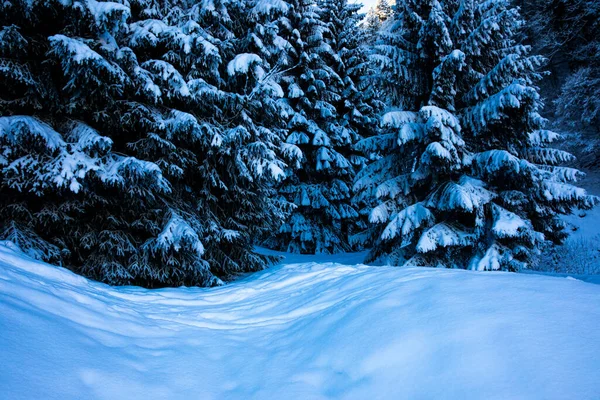 Campo Cubierto Nieve Ondulada Bajo Pinos Los Alpes Bavarianos — Foto de Stock