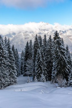 Bavyera 'nın arka planında dağ sıraları olan Alp ormanlarındaki çam ağaçları karla kaplıydı.
