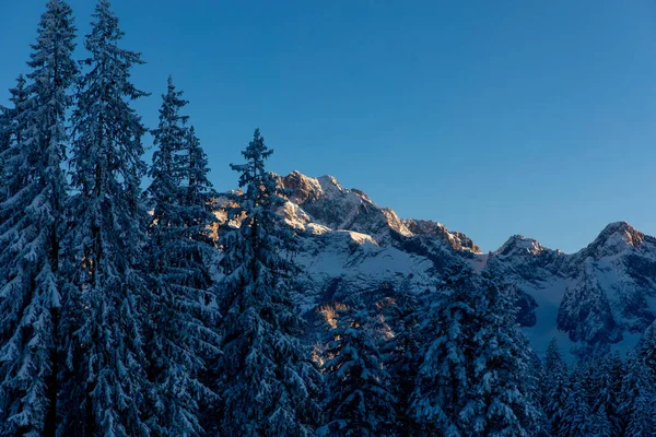 Scénický Pohled Západ Slunce Zasněžené Borovice Vrcholky Hor Bavorských Alpách — Stock fotografie