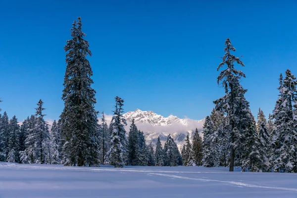 Pohled Borovice Zasněženém Poli Pohořím Pozadí Garmisch Partenkirchen — Stock fotografie