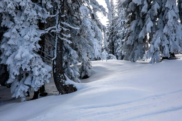 Jemný Čerstvý Sníh Pod Sněhem Pokryté Borovice Alpském Lese — Stock fotografie