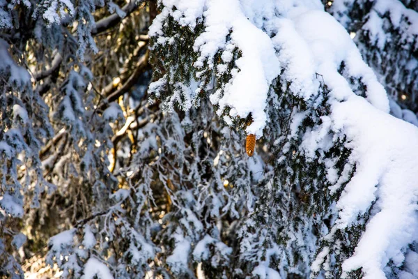 Cône Pin Sur Branche Sapin Enneigée Dans Les Alpes Bavaroises — Photo