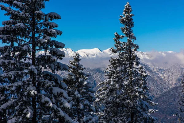 Snow Covered Pine Trees Mountain Range Background Bavarian Alps — Stockfoto