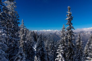 Mavi gökyüzünün altındaki Bavyera Alpleri 'nin arka planında bulutlu sıradağlarla kaplı çam ağaçları vardı.