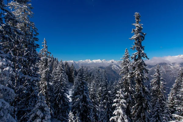 Pini Innevati Con Catena Montuosa Nuvolosa Sullo Sfondo Delle Alpi — Foto Stock