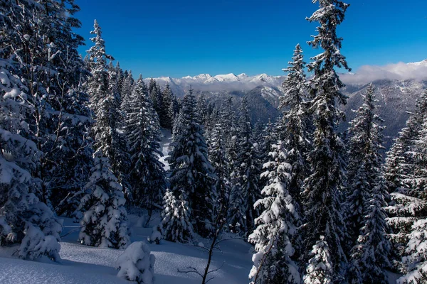 Sněhem Pokryté Borovice Oblačným Pohořím Pozadí Bavorských Alp Pod Modrou — Stock fotografie