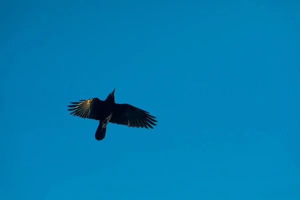 Raven flying under the blue sky with wings spread wide