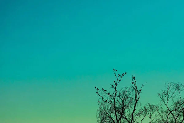 Silhouette Birds Sitting Tree Branch Turquoise Sky Sunset — ストック写真