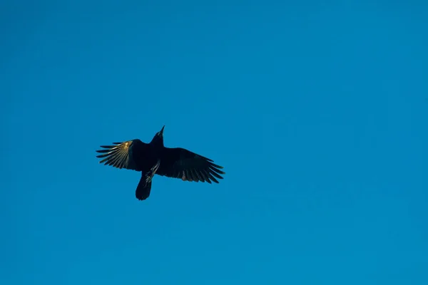 Raven Vliegen Onder Blauwe Lucht Met Wijd Uitgespreide Vleugels Rechtenvrije Stockfoto's