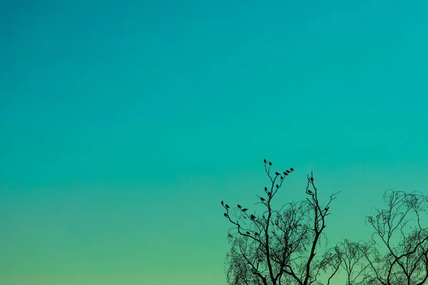 Silhueta Pássaros Sentados Galho Árvore Sob Céu Azul Turquesa Pôr Fotografia De Stock