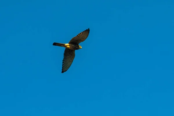Falcon Flying Blue Sky Looking Searching Prey Royalty Free Stock Images