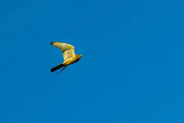 Falcon Flying Blue Sky Looking Searching Prey Stock Picture