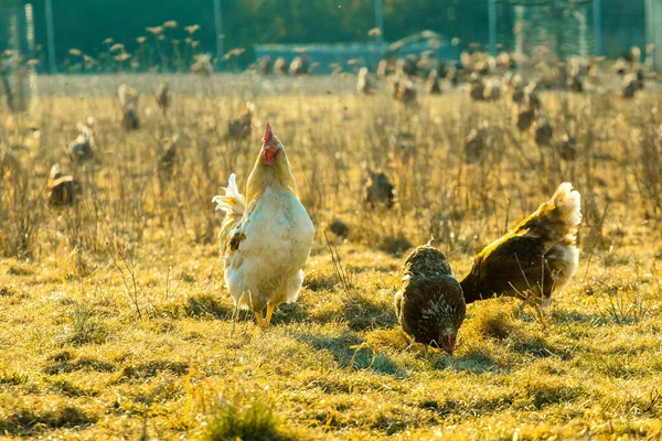 Kakas Csirkék Mezőn Száraz Fűvel Napsütésben Stock Kép