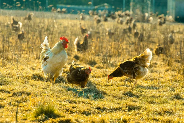 Kakas Csirkék Mezőn Száraz Fűvel Napsütésben Jogdíjmentes Stock Fotók