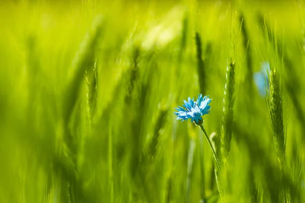 Modrý Květ Kukuřice Zeleném Poli Pšenice — Stock fotografie