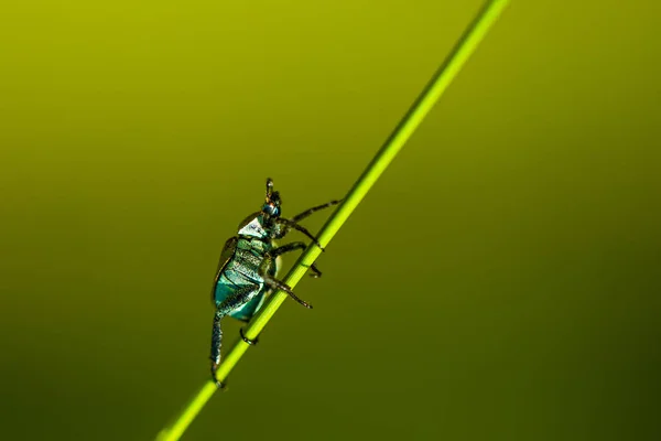 Macro Photo Small Green Beetle Climbing Grass — Stock Photo, Image