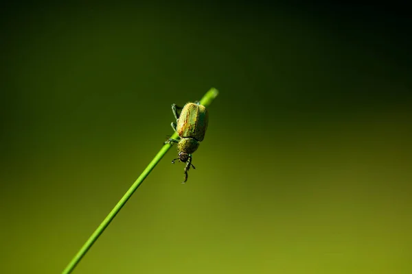 小绿虫挂在草地上的宏观照片 — 图库照片