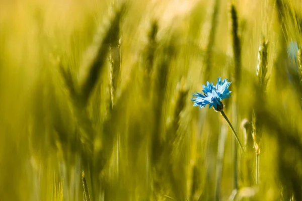 Fleur Maïs Bleue Sur Champ Vert Blé Image En Vente