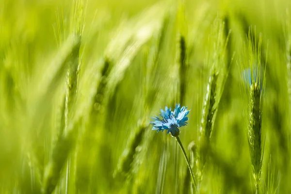 Blue Corn Flower Green Field Wheat Stock Photo