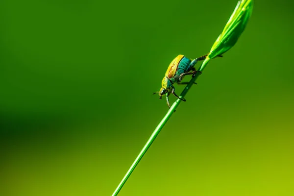 Macro Photo Small Green Beetle Climbing Grass Royalty Free Stock Photos