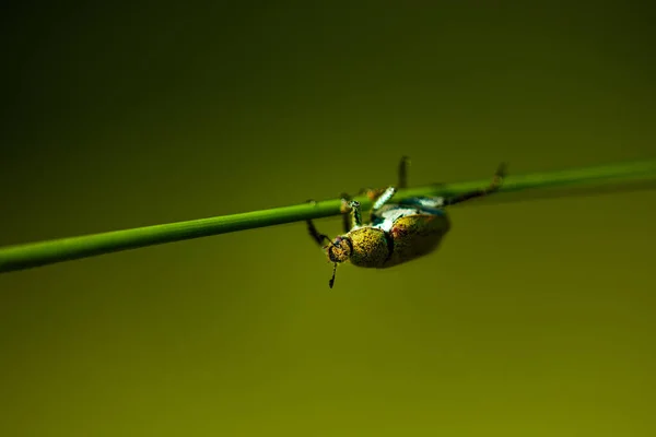 Macro Foto Van Kleine Groene Kever Hangend Aan Gras Rechtenvrije Stockfoto's