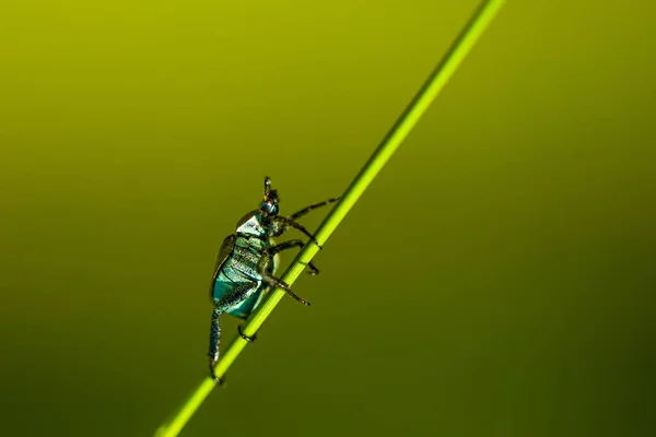 Macro Foto Van Kleine Groene Kever Die Gras Klimt Stockfoto