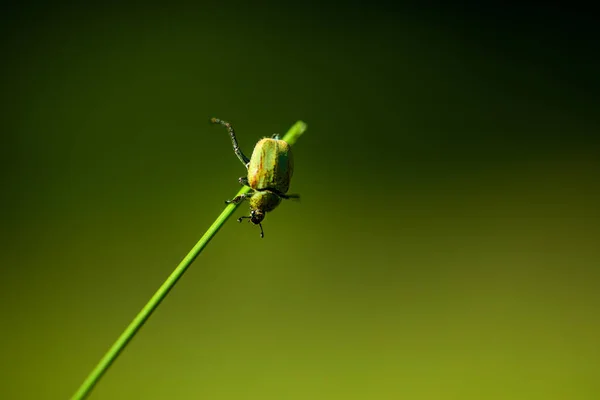 Macro Photo Small Green Beetle Hanging Grass Stock Picture
