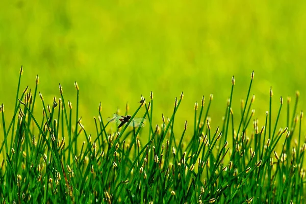 Dragonfly Відпочиває Зеленій Траві Сонячно Зеленому Лузі Стокове Фото