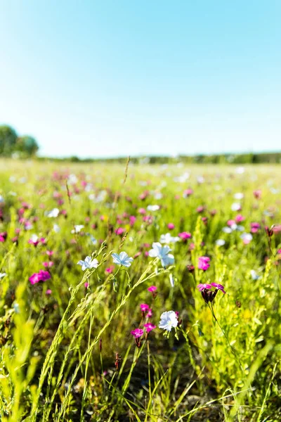 Prairie Avec Des Fleurs Bleues Violettes Colorées Herbe Verte Printemps Images De Stock Libres De Droits