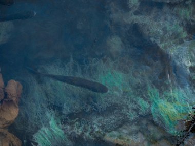 Kumsaldaki turkuaz denizin yüzeyinde kirli yağlı film. Endüstriyel atık su sızıntısı. Yağ film kirliliği. Suyun üstünde renkli bir yağ filmi. endüstriyel atık su sızıntısı. denizdeki gökkuşağı