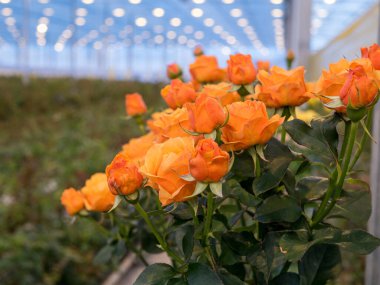 greenhouse with roses. agricultural. roses greenhouse. hot house,