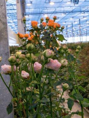 greenhouse with roses. agricultural. roses greenhouse. hot house,